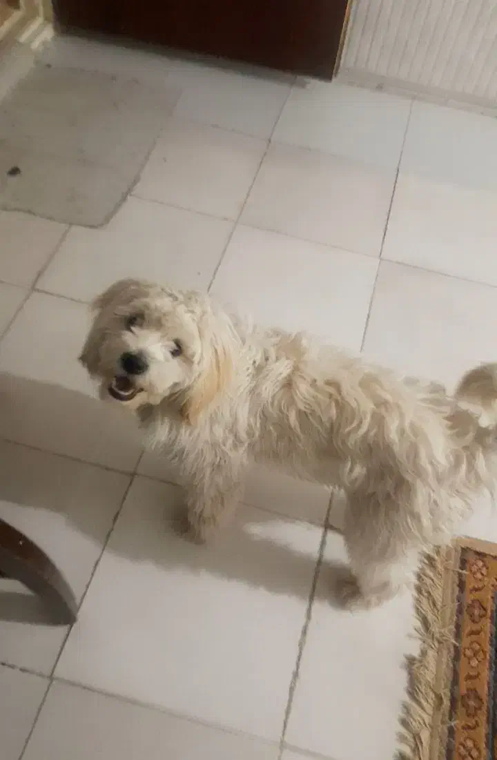 سگ‌ مالتیز  به علت مهاجرت فوری  ماده|سگ|پاکدشت, حصار امیر|دیوار