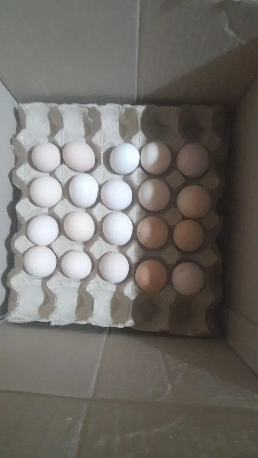 تخم نطفه دار برهما|حیوانات مزرعه|تهران, اراضی عباس آباد|دیوار