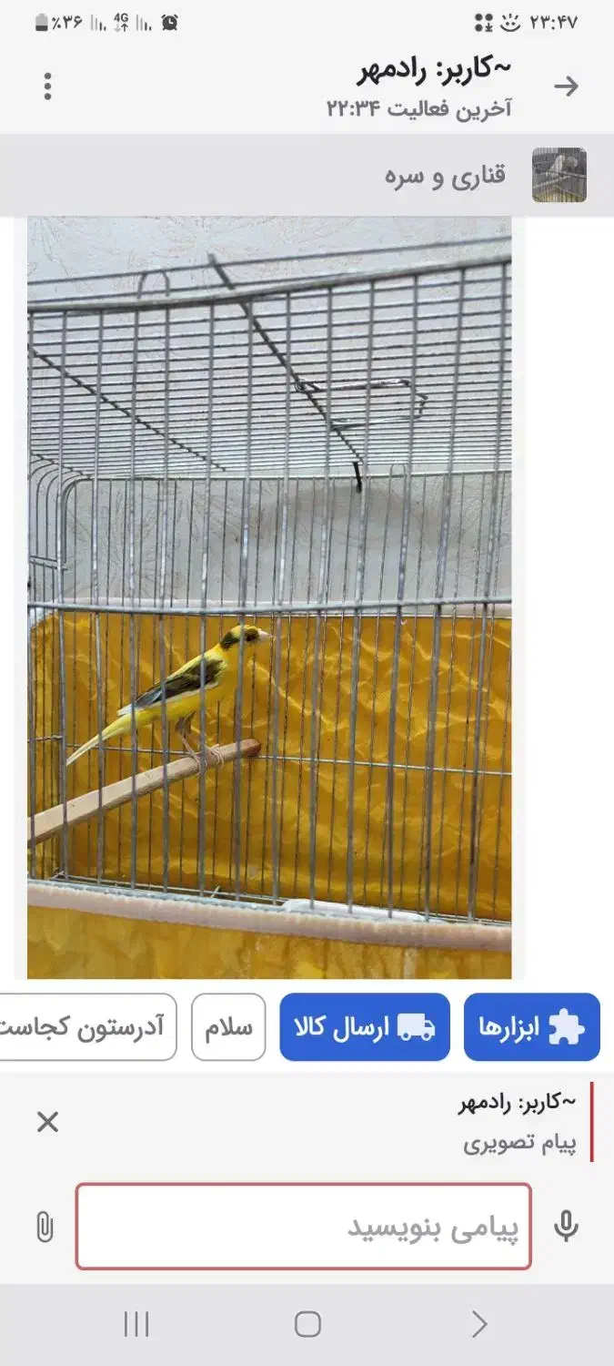 نر ابلغ معاوضه با نر سبز یا سفید یک تیغ|پرنده|اصفهان, سنجوانمره|دیوار