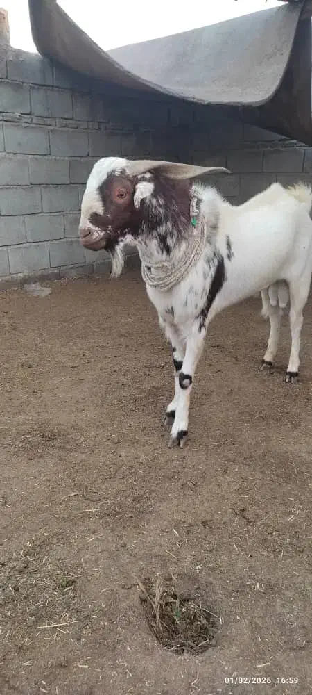 نری سرخون|حیوانات مزرعه|بندرعباس, |دیوار