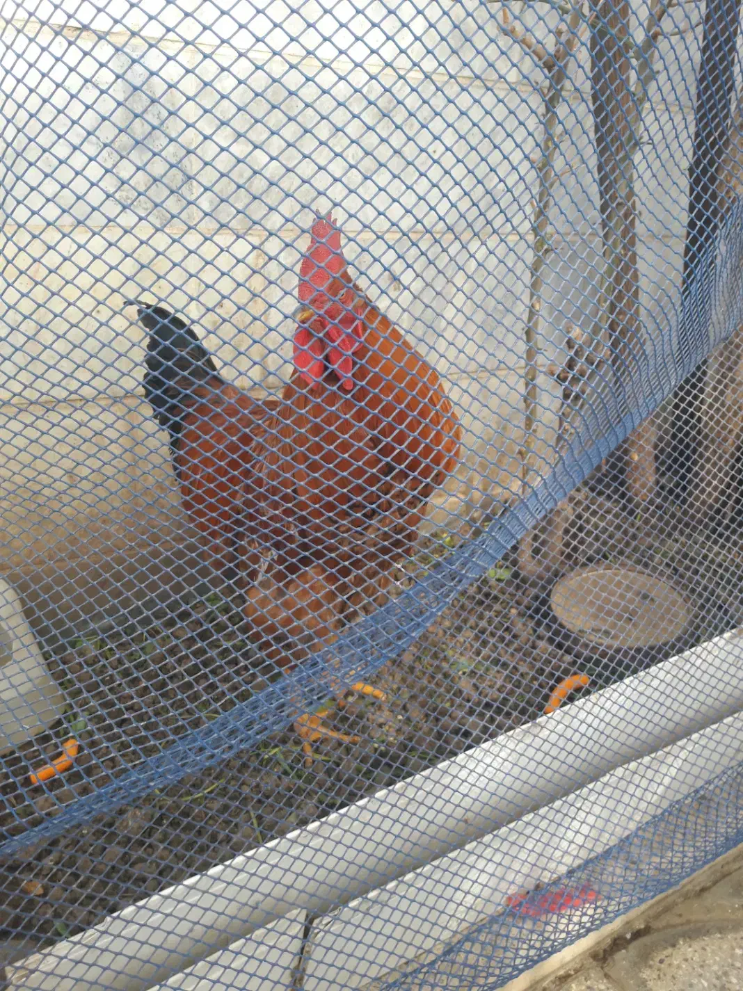 خروس محلی|حیوانات مزرعه|کرج, ساسانی (قلمستان)|دیوار