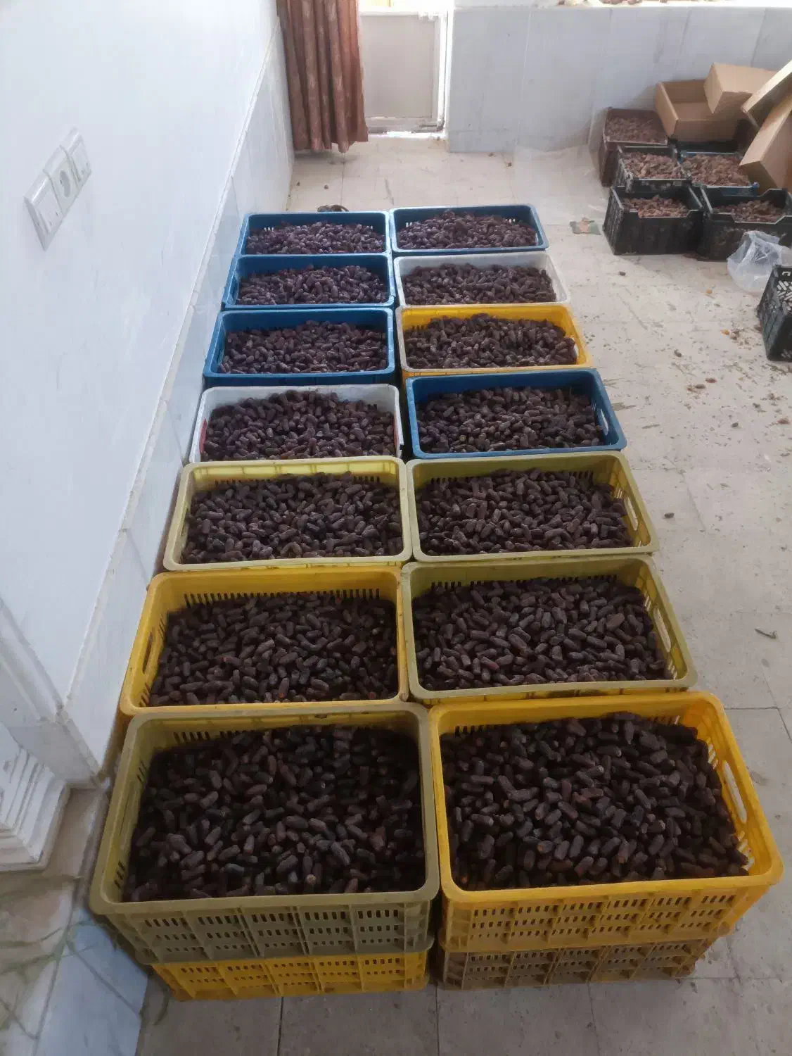 پیارم درجه یک خوب  گوشتی درشت|عمده‌فروشی|جهرم, |دیوار