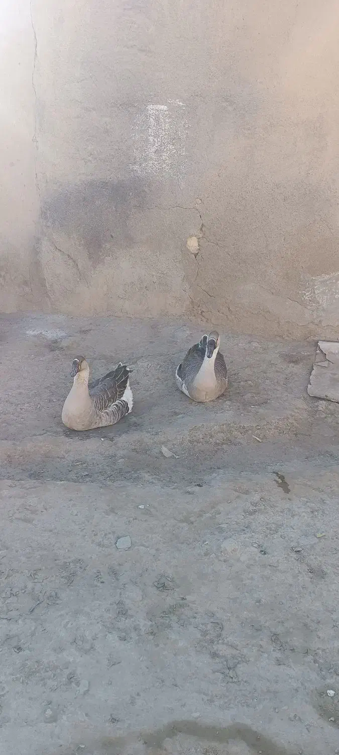 غاز|حیوانات مزرعه|کبودرآهنگ, |دیوار