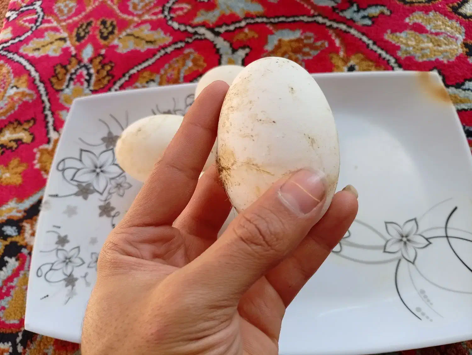 تخم غاز محلی آفریقایی|حیوانات مزرعه|آستانه اشرفیه, |دیوار