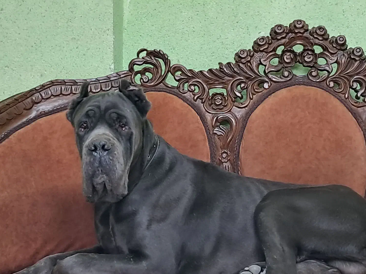 سگهای اشرافی و خاص کین کورسو CANCORSO|سگ|گرمدره, |دیوار