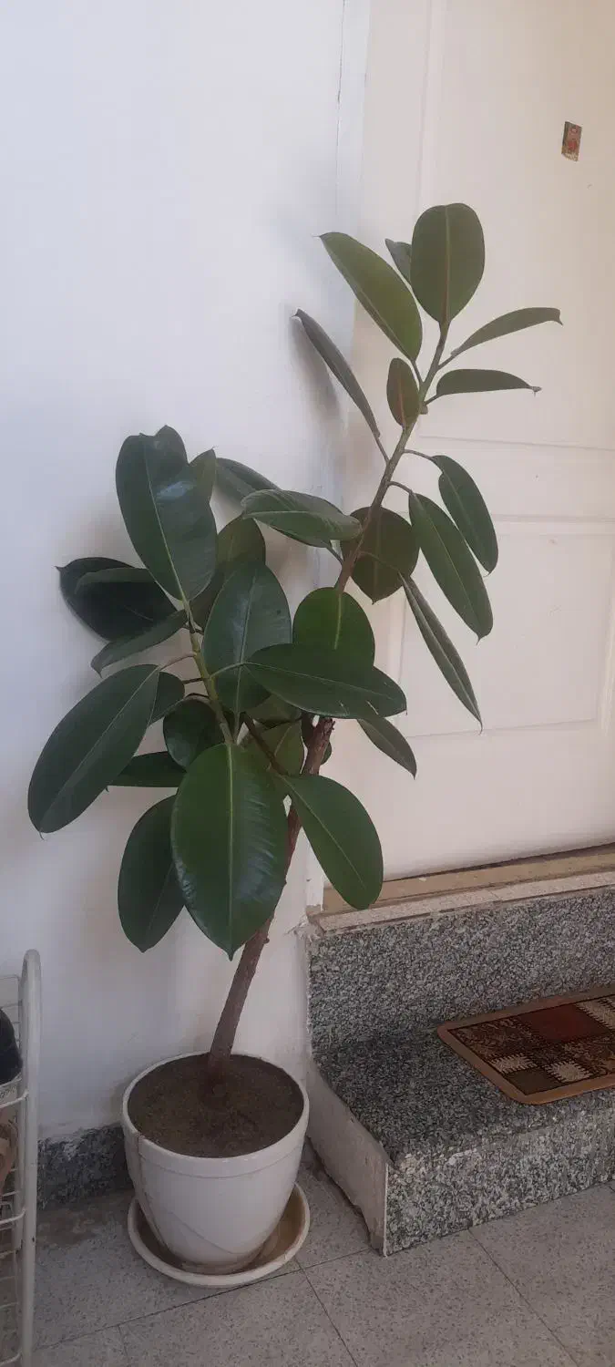 گل گوش فیلی سالم شاداب|گل و گیاه طبیعی|اسدآباد, |دیوار