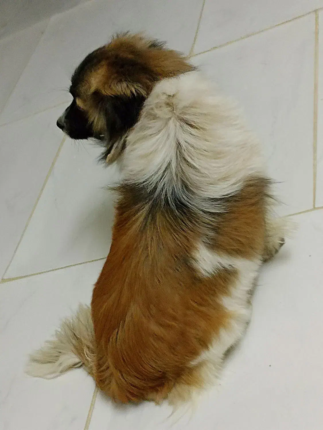 سگ پا کوتاه|سگ|مشهد, همت آباد|دیوار