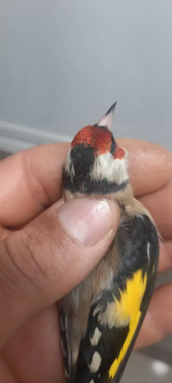 سهره|پرنده|شیراز, کفترک|دیوار