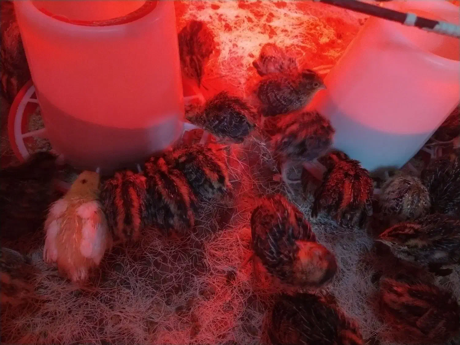 جوجه بلدرچین هندیجان|حیوانات مزرعه|هندیجان, |دیوار