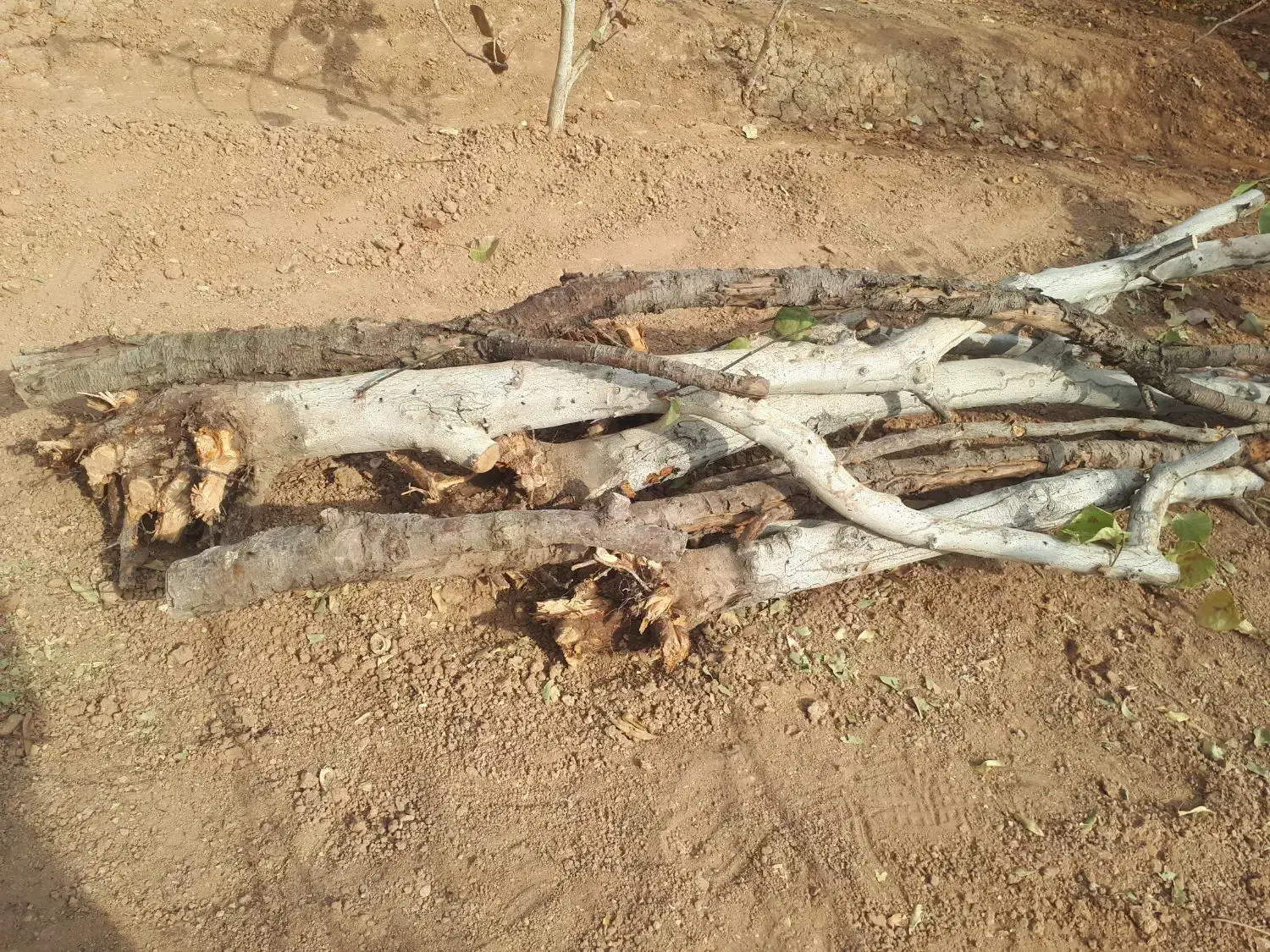 چوب و الوار خشک از درخت های بادام و به|عمدهفروشی|شاهینشهر, گزبرخوار|دیوار