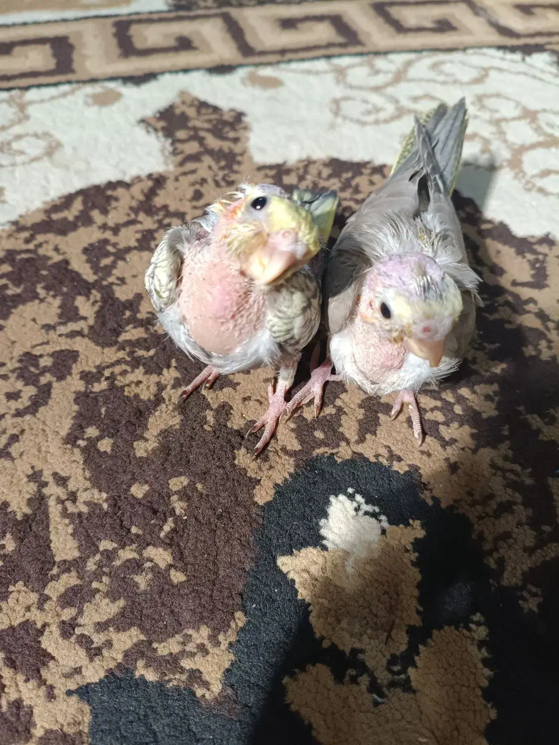 جوجه عروس هلندی یک ماه|پرنده|چغادک, |دیوار