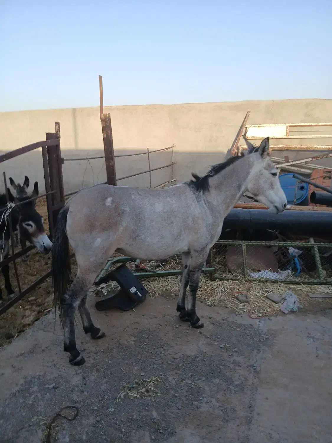 قاطر|حیوانات مزرعه|جعفرآباد, |دیوار