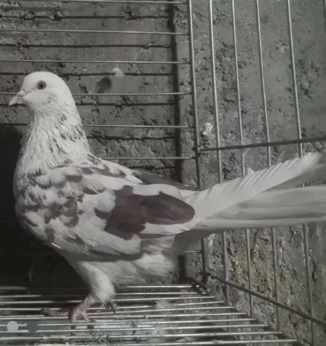 کبوتر پرشی|پرنده|اصفهان, باغ فدک|دیوار