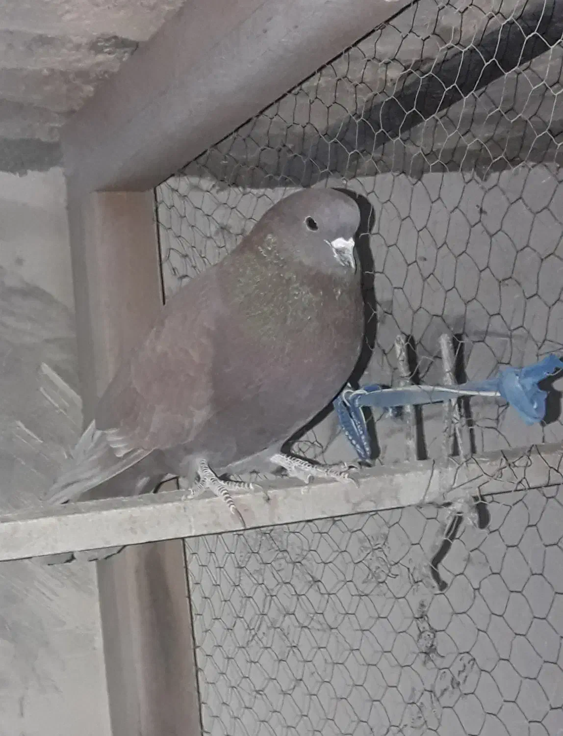 کبوت پرشی|پرنده|ابریشم, |دیوار