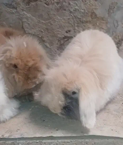 ماده لوپ اصل|موش و خرگوش|حمیدیا, |دیوار