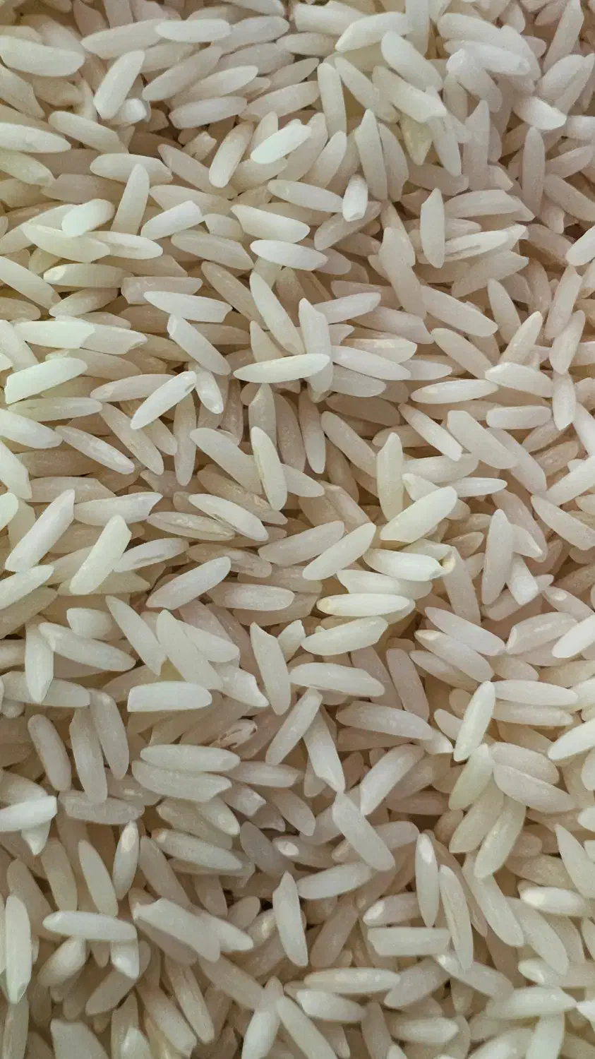 برنج طارم هاشمی درجه یک فریدونکنار|خوردنی و آشامیدنی|شیراز, معالی‌آباد|دیوار