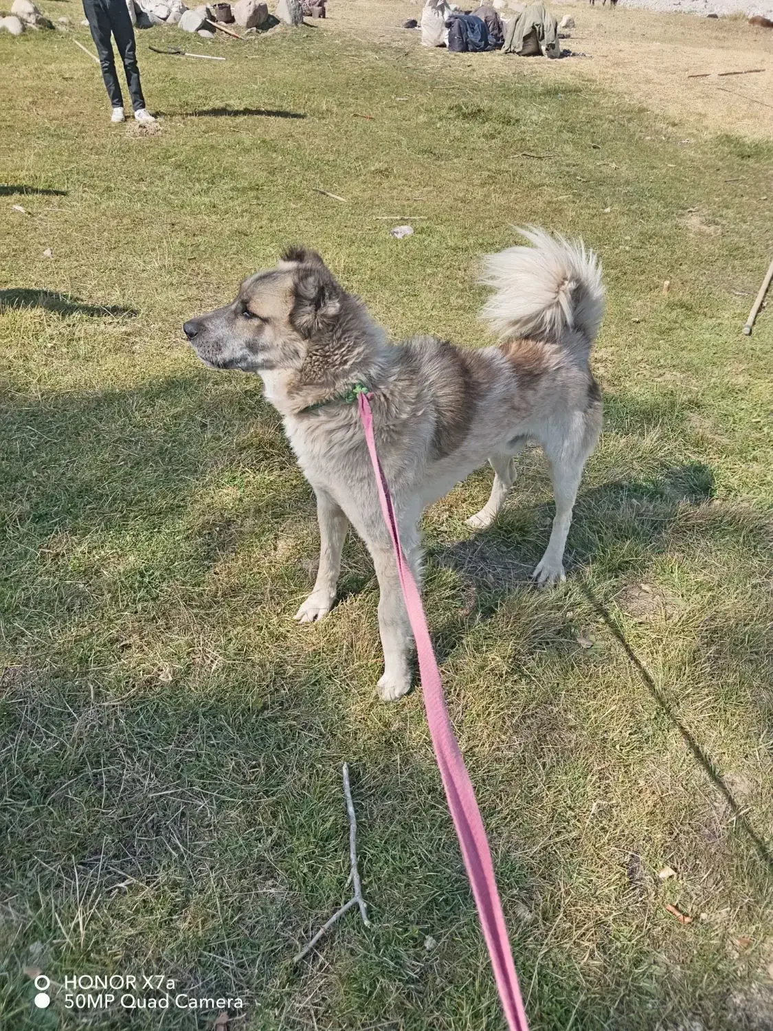 سگ گله4سال|سگ|بستان آباد, |دیوار