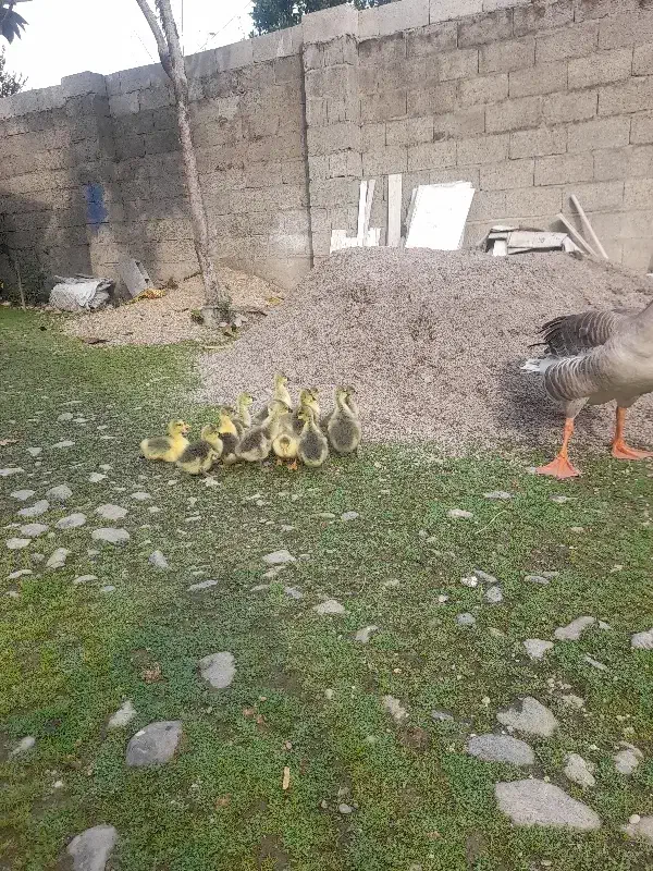 غاز بچه فقط ۳۵۰ تومن|حیوانات مزرعه|فومن, |دیوار