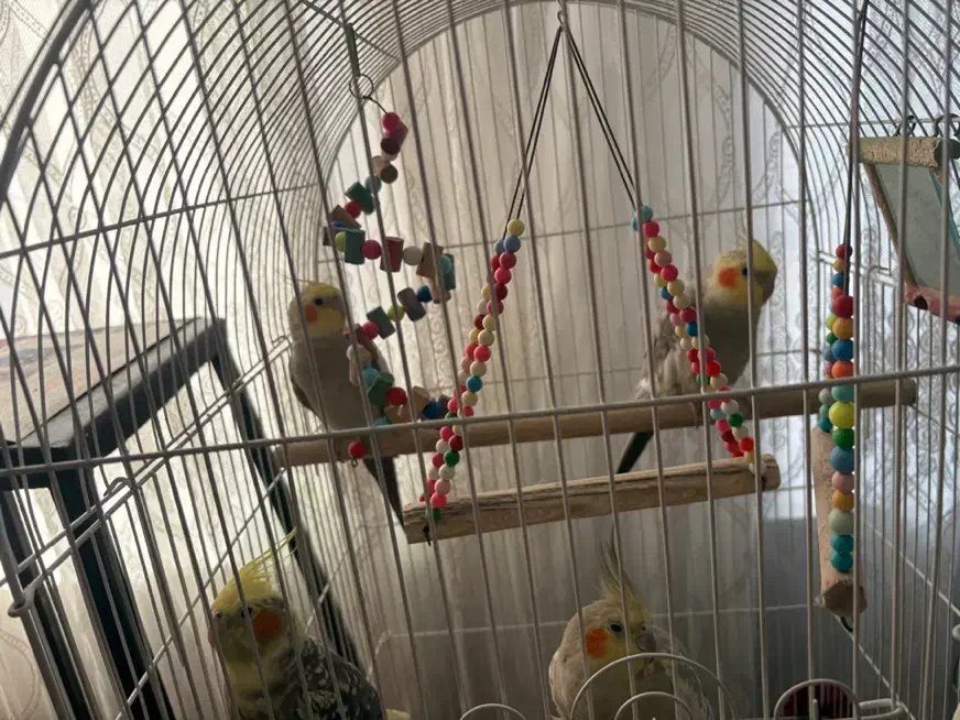 عروس هلندی|پرنده|ملارد, |دیوار