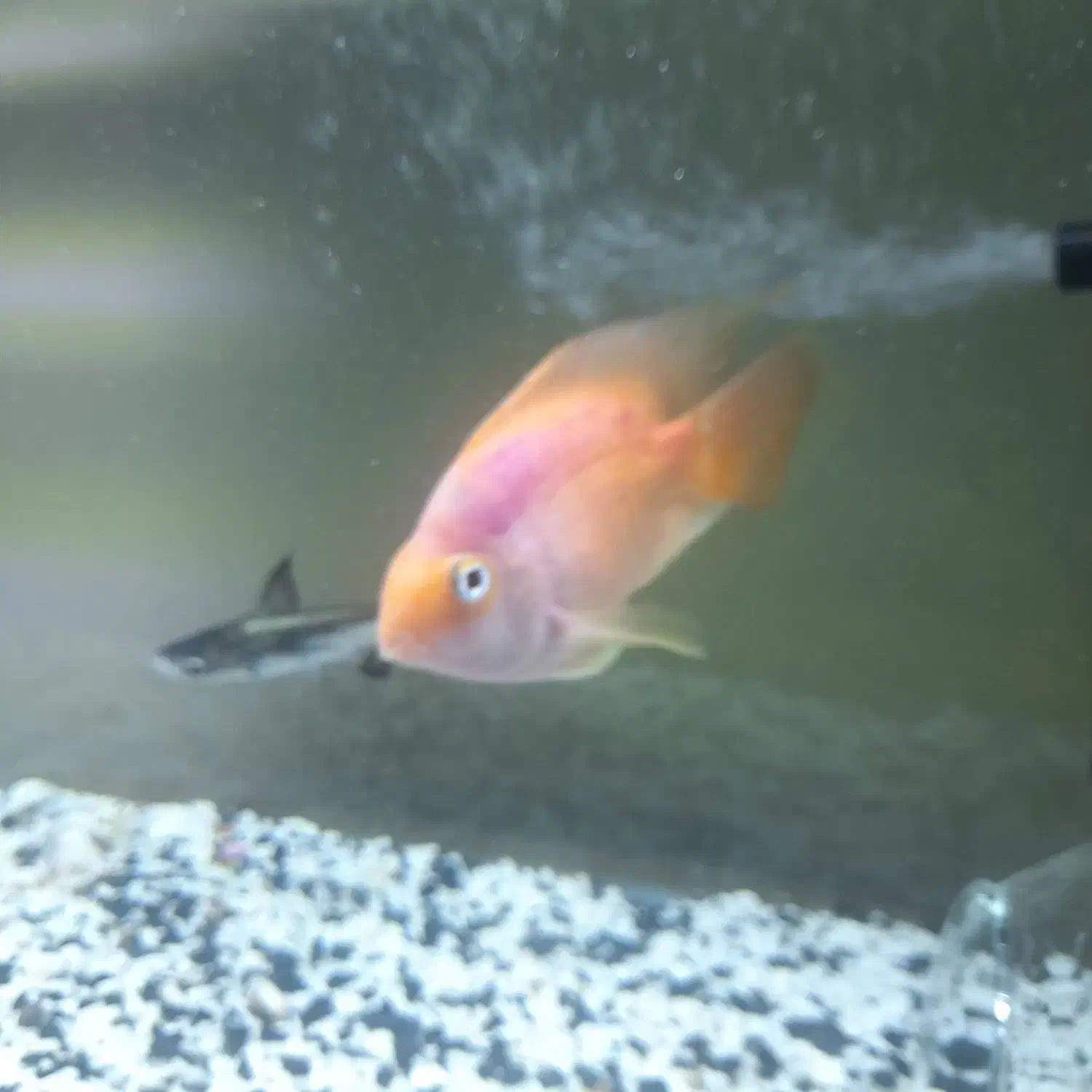 پرت کینگ ماده نارنجی|ماهی|پاکدشت, پاکدشت (مامازند)|دیوار