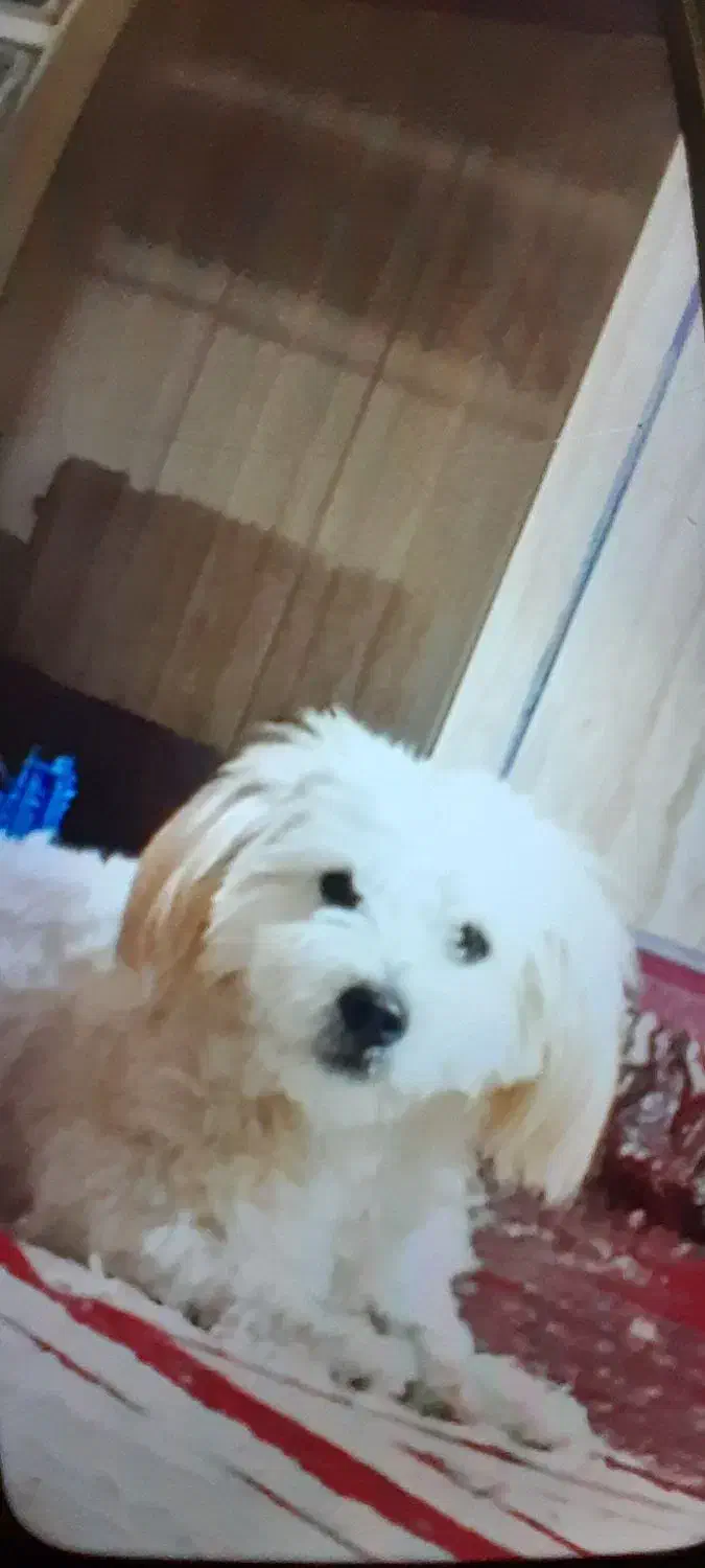 گمشدن سگ|سگ|فیروزآباد (فارس), |دیوار