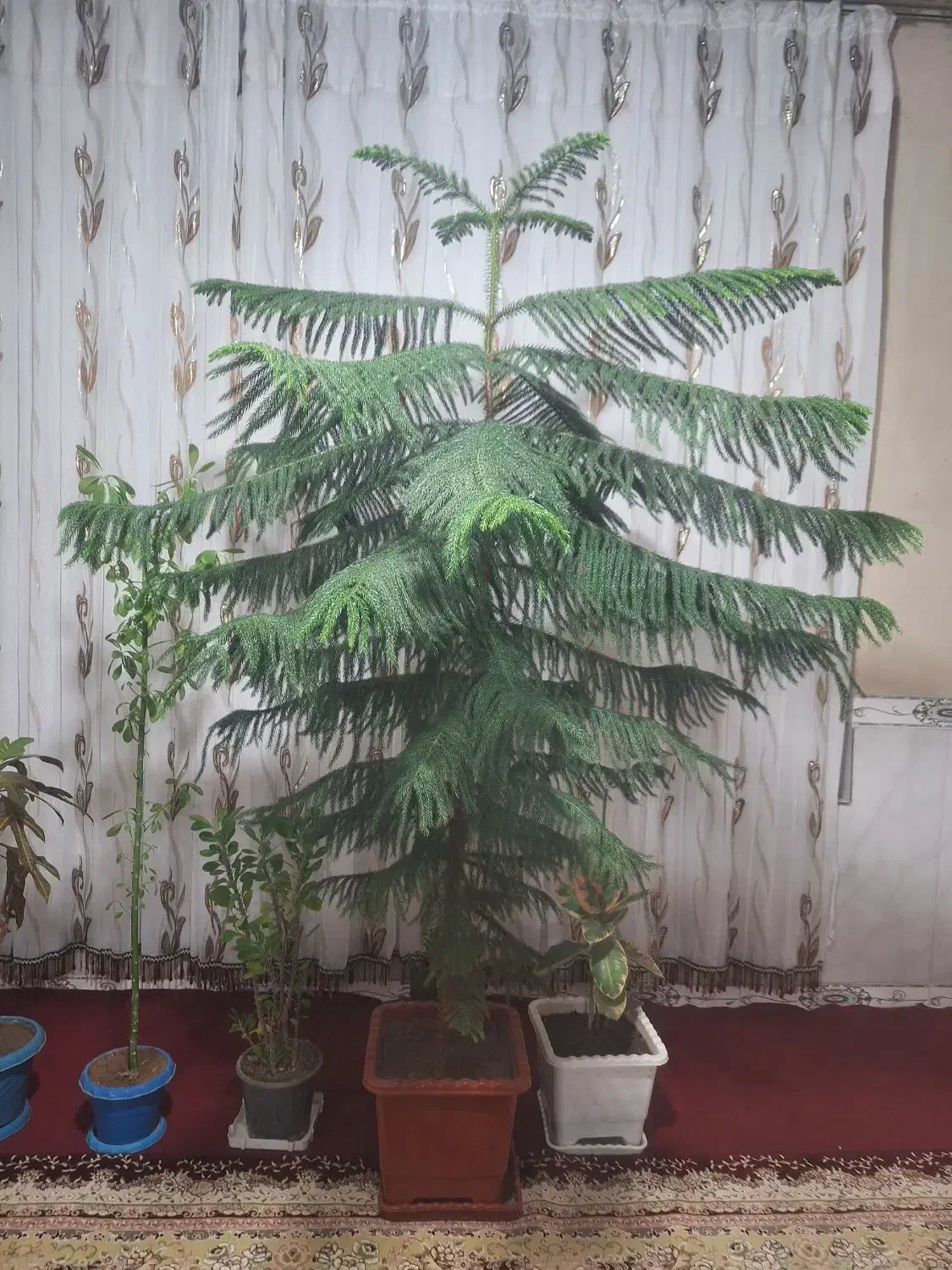 گل 2متر|گل و گیاه طبیعی|ثلاث باباجانی, |دیوار