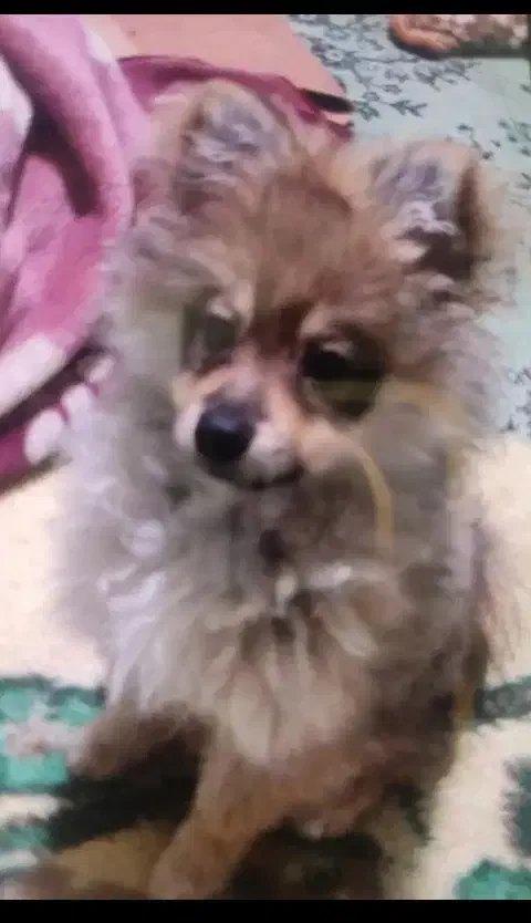 سگ  گمشده|حیوانات|بجنورد, |دیوار