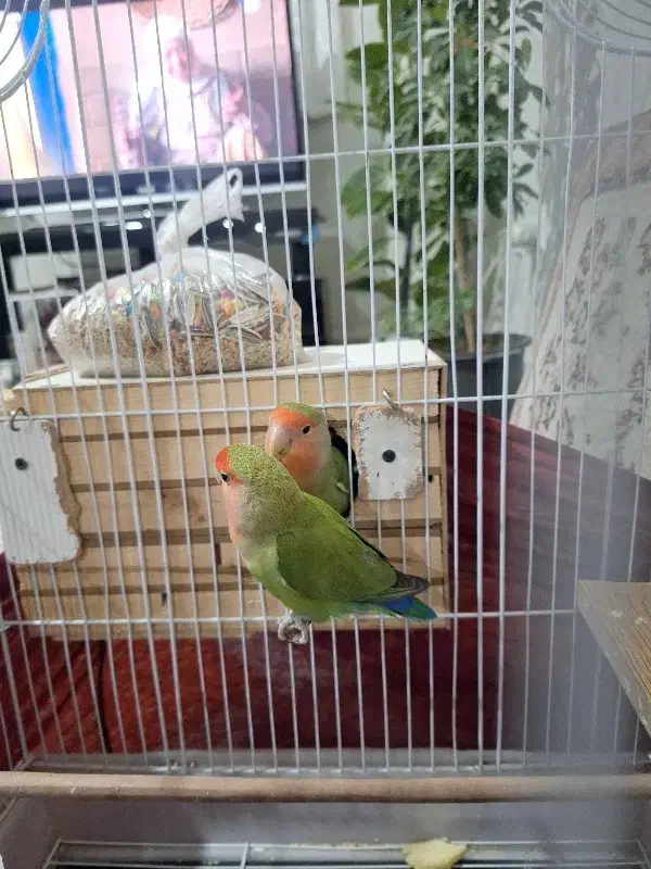 طوطی برزیلی مولد|پرنده|مشکین‌دشت, |دیوار