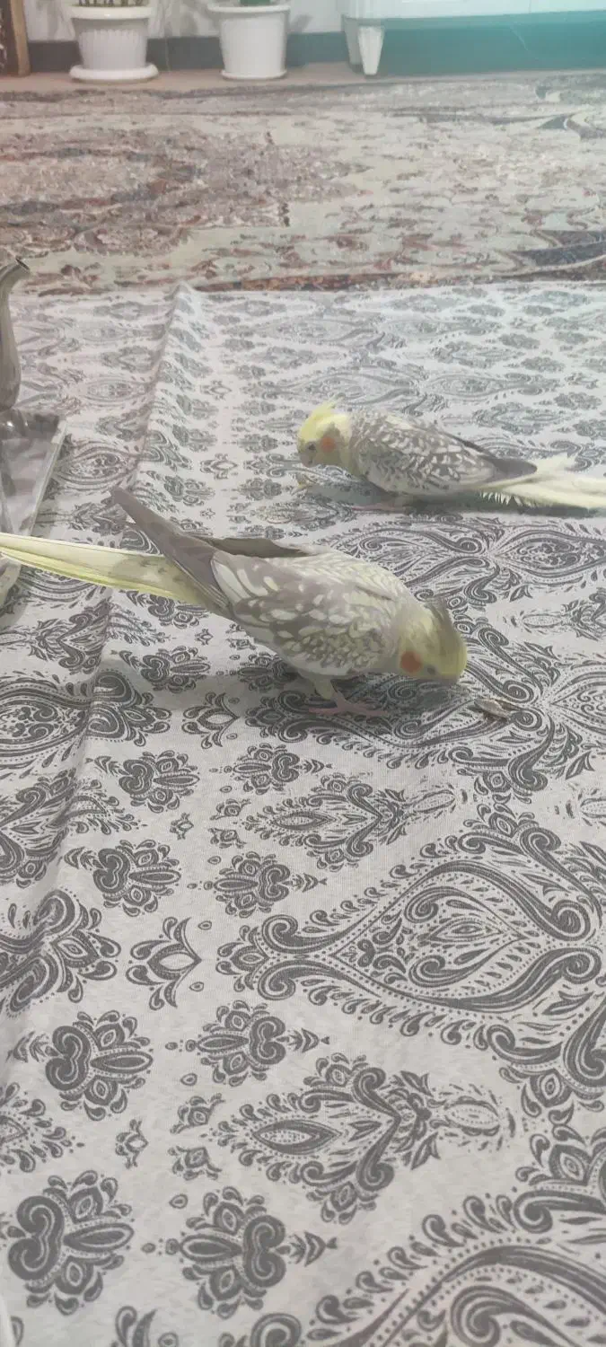 عروس هلندی|پرنده|مهاباد (آذربایجان غربی), |دیوار