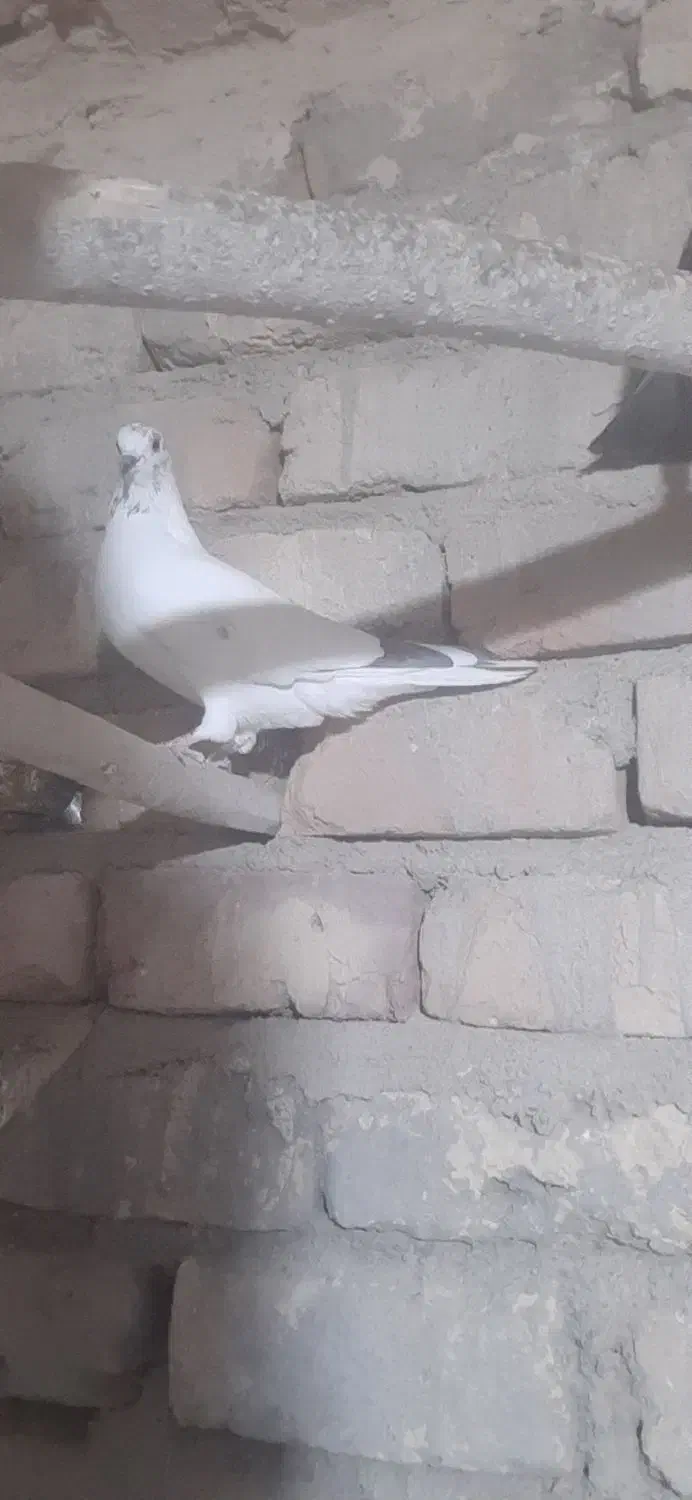 کبوتر ماده پرشی|پرنده|قم, آزادگان|دیوار