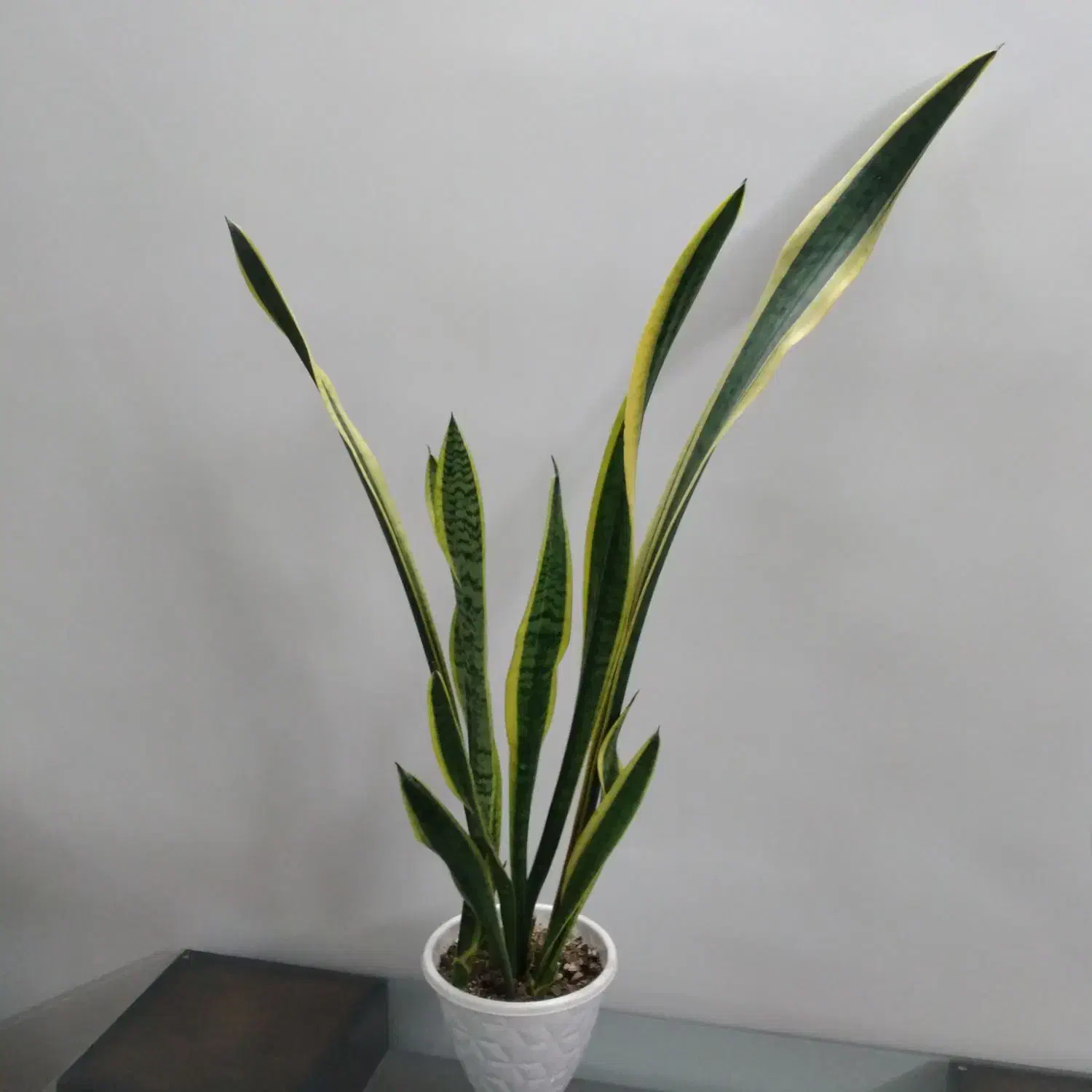 سانسوریا و چند گل دیگه سالم و با کیفیت|گل و گیاه طبیعی|اصفهان, جوزدان الیادران|دیوار