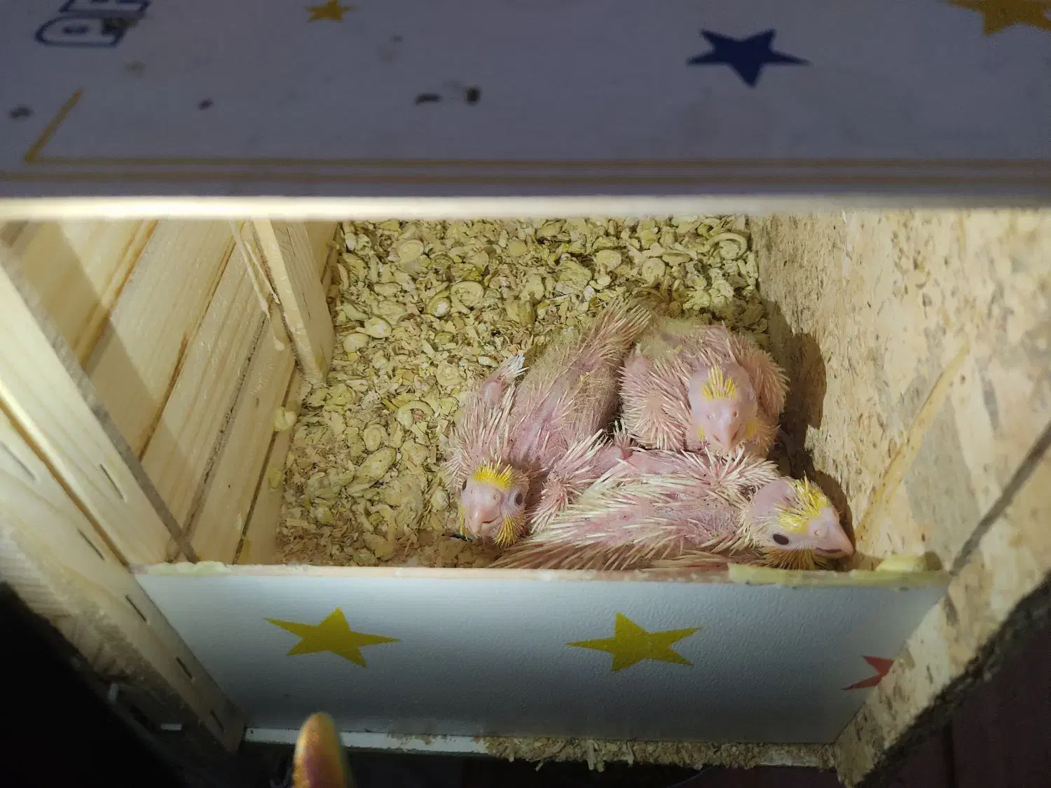 عروس هلندی|پرنده|ری, جوانمرد قصاب|دیوار