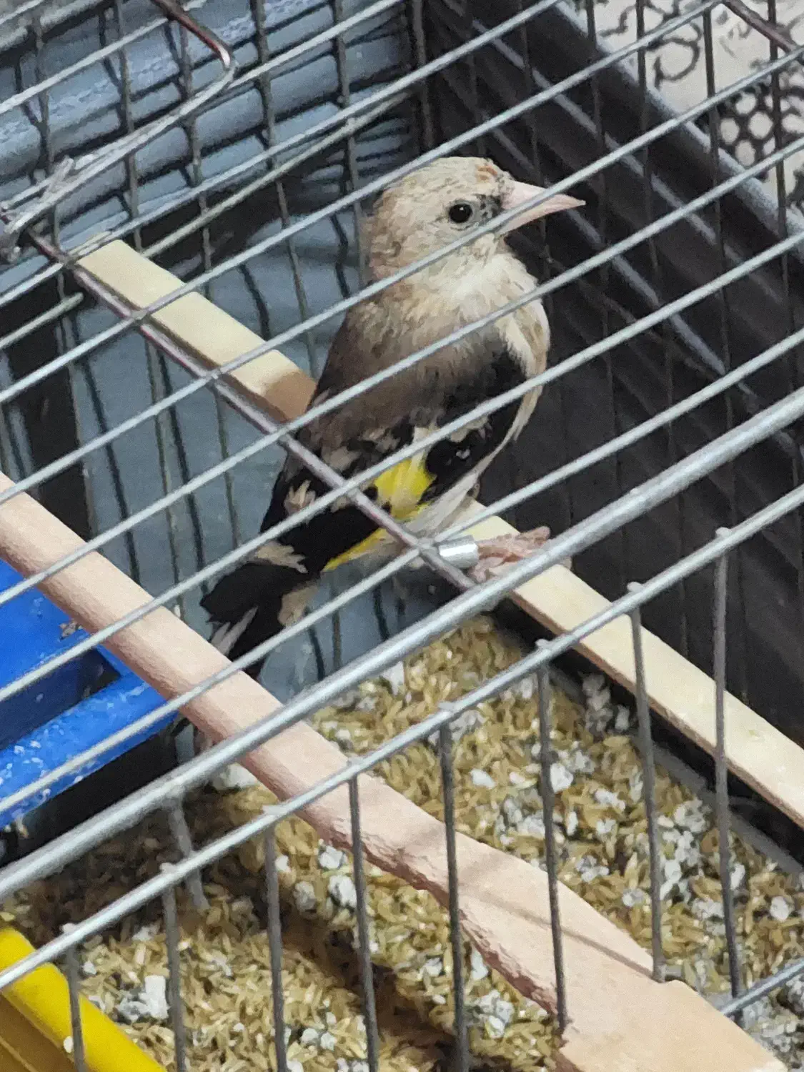 جوجه سهره|پرنده|بازرگان, |دیوار