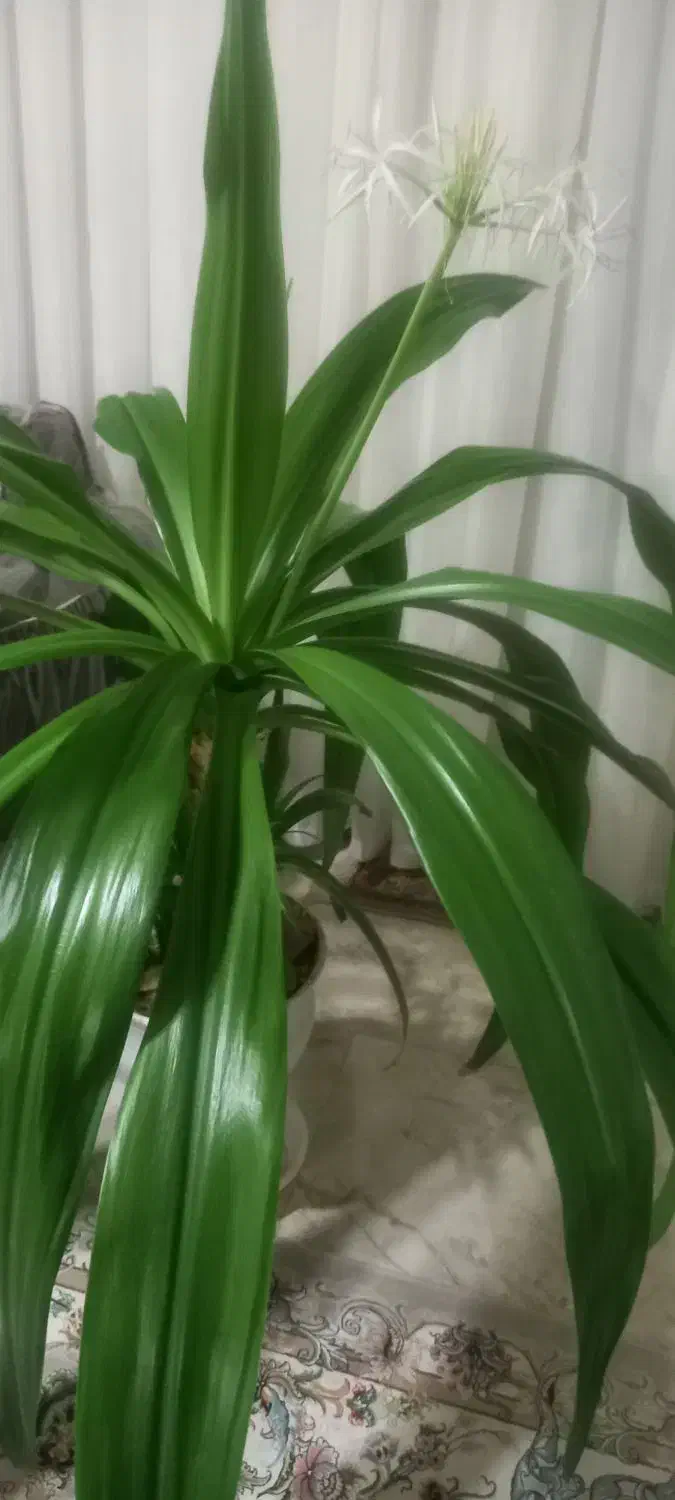 گل ذرتی بزرگ با گلدان سرامیکی|گل و گیاه طبیعی|آباده, |دیوار