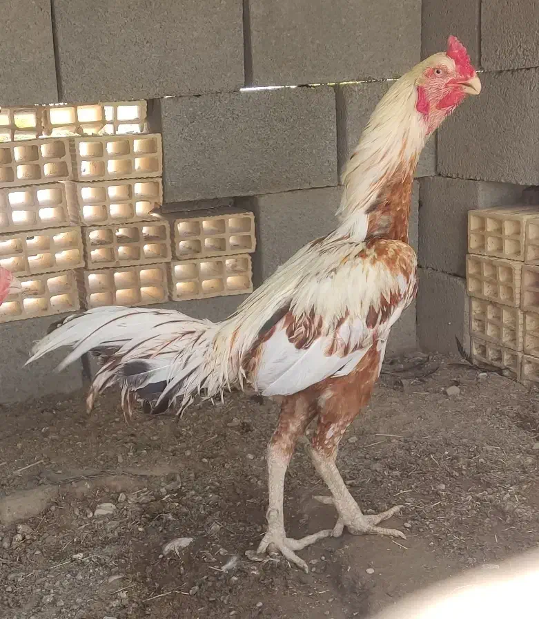 تخم مرغ لاری افغان به شرط نطفه قوی|حیوانات مزرعه|بندرعباس, |دیوار