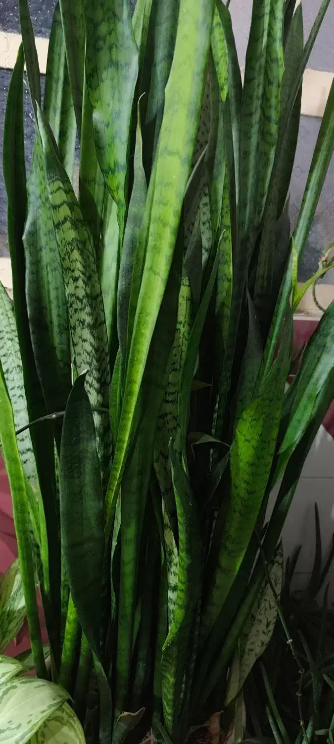 فروش گل طبیعی و زیبای سانسوریا|گل و گیاه طبیعی|ایذه, |دیوار