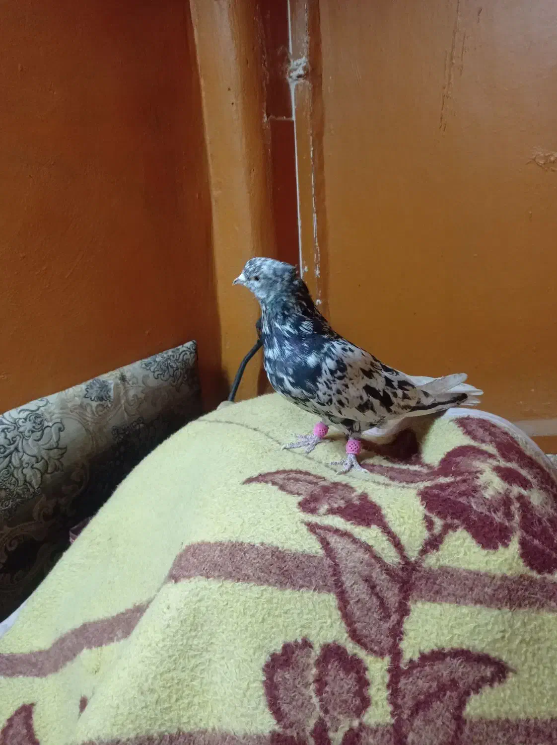 کوهی نر|پرنده|کارون, |دیوار