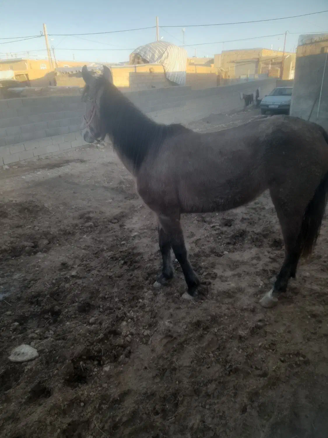 اسب مادیان|اسب و تجهیزات اسبسواری|دوتپه, |دیوار