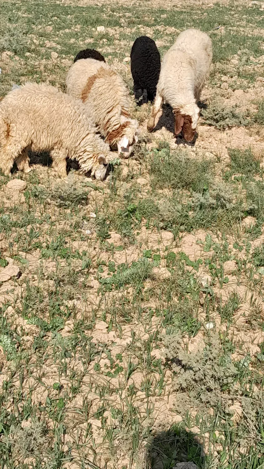 گوسفند وبره درجه یک ومفت|حیوانات مزرعه|باوی, |دیوار