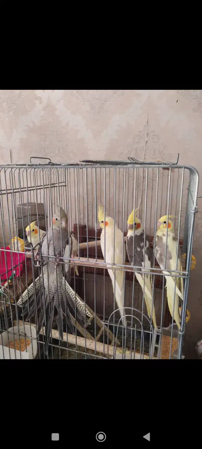 عروس هلندی|پرنده|تهران, وحیدیه|دیوار