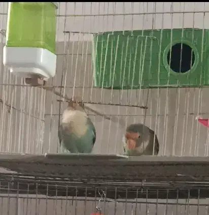 برزیلی باهوش و شیطون|پرنده|رباط‌کریم, رباط‌کریم|دیوار