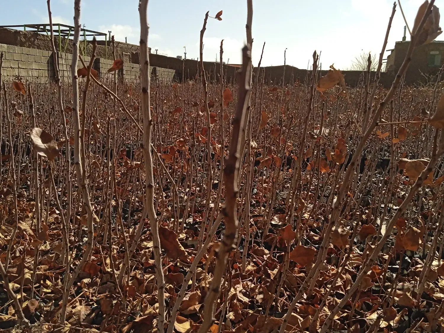 یک ساله|گل و گیاه طبیعی|چترود, |دیوار