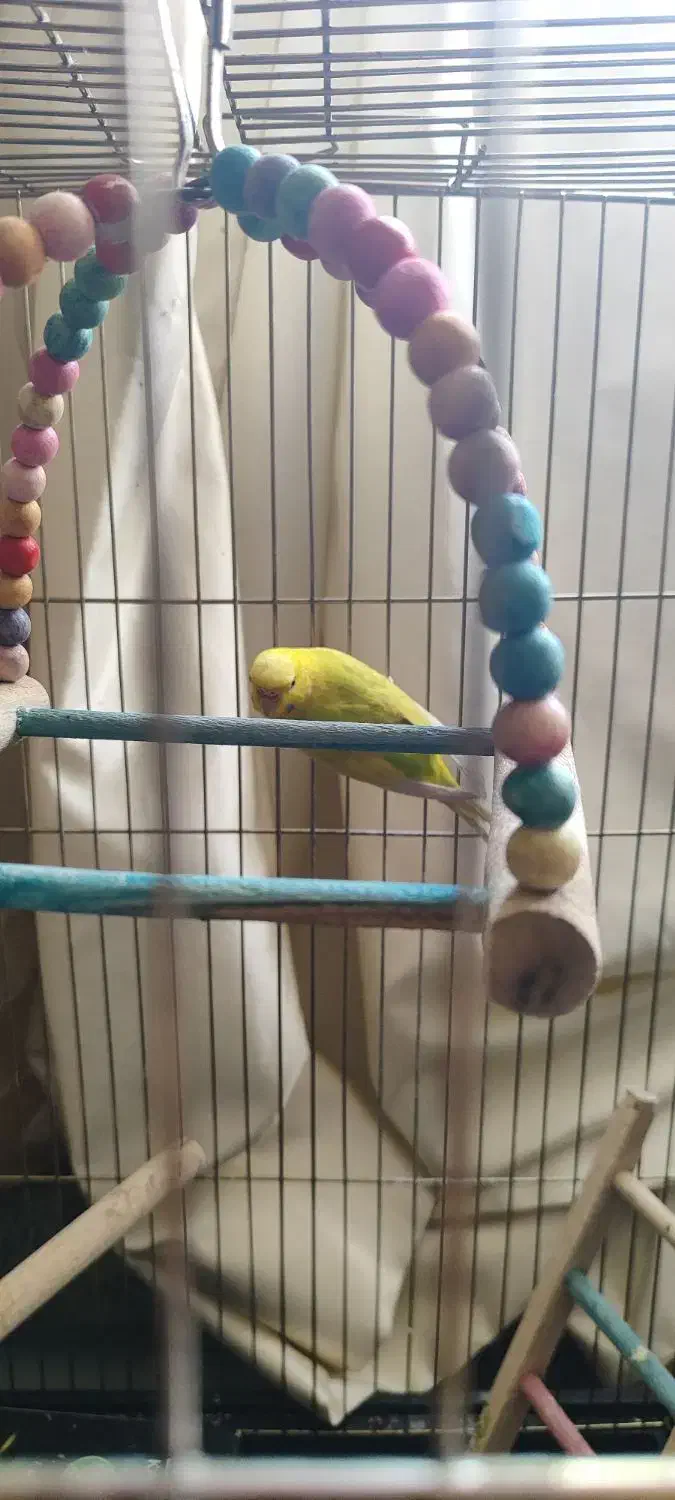 مرغ عشق ماده|پرنده|شیراز, بازار|دیوار