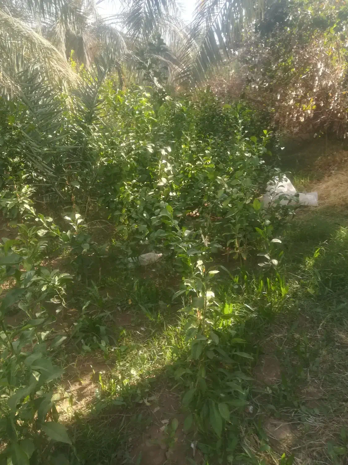 فروش نهال محلی تضمینی|خدمات باغبانی و درختکاری|نگین کویر, |دیوار