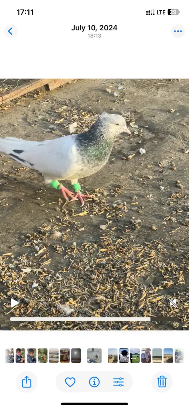 کبوتر|پرنده|چناران, |دیوار