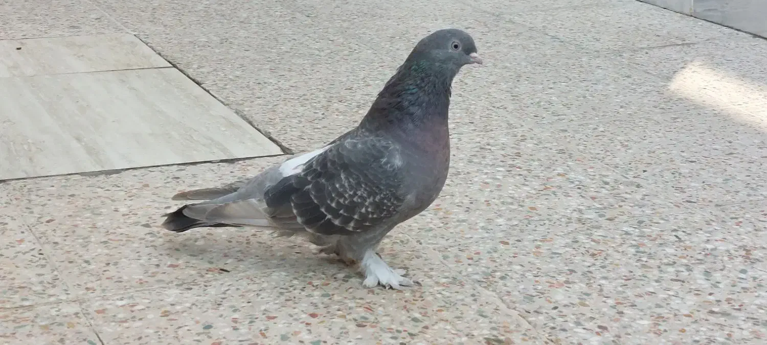 کبوتر ماده|پرنده|دهلران, |دیوار