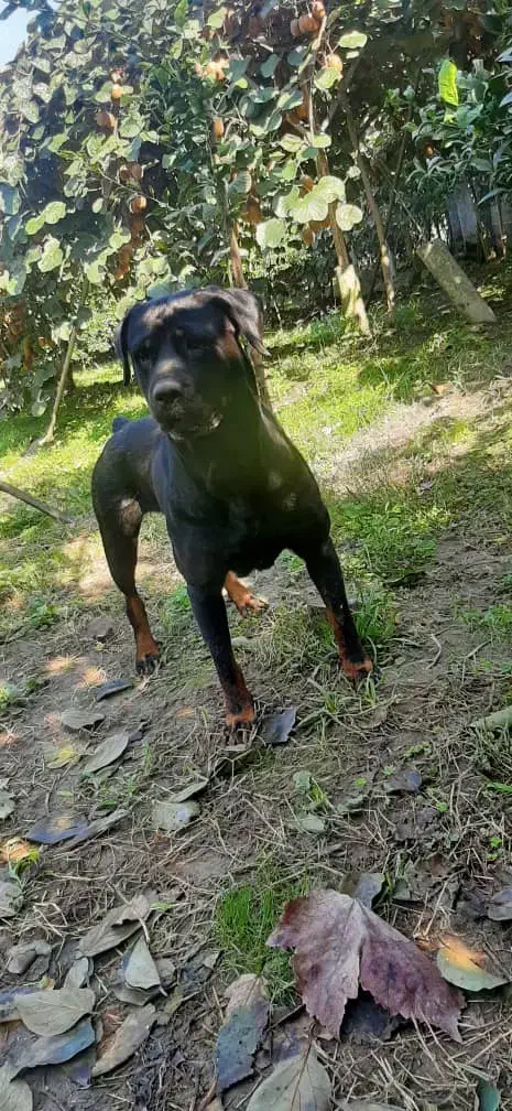 سگ روتوایلر|سگ|فردیس, قریشی|دیوار