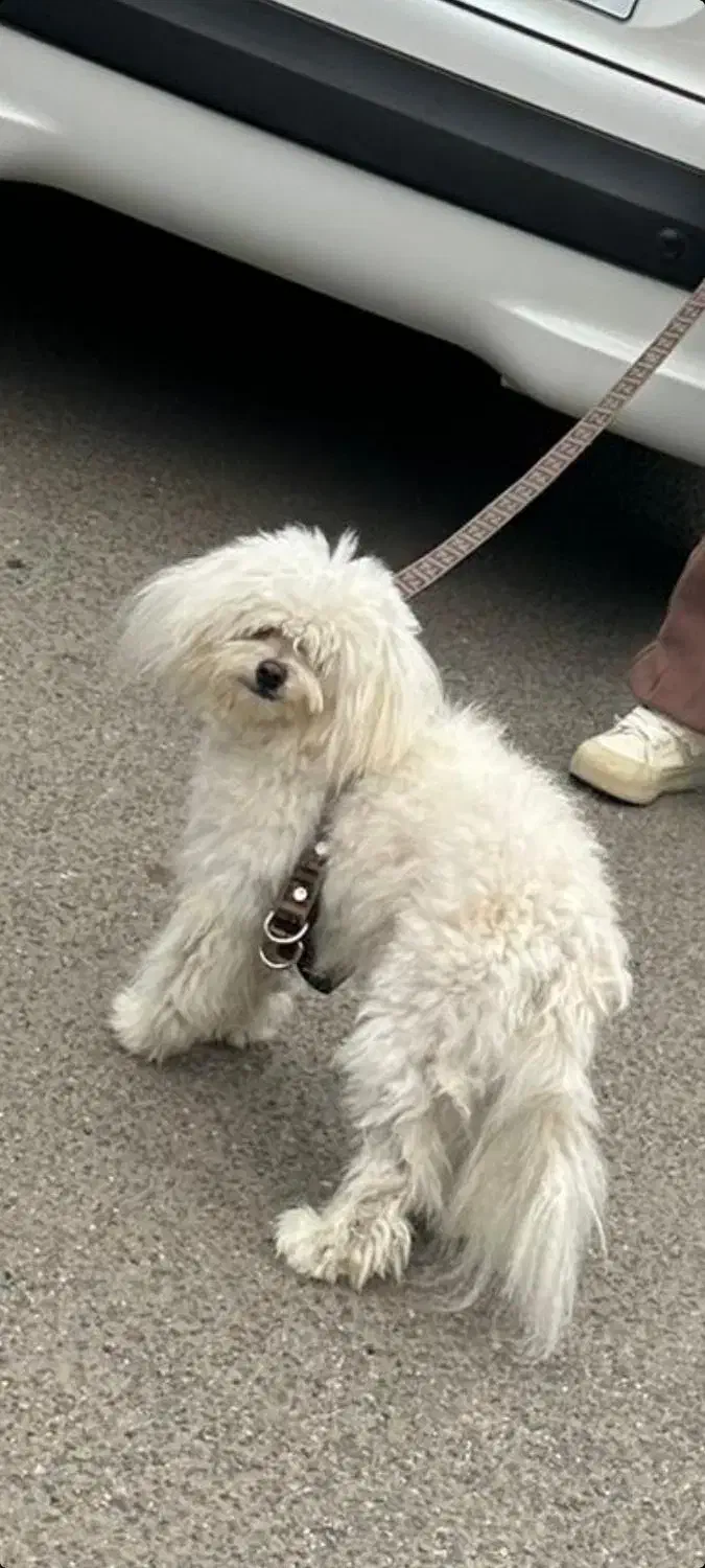 سگ  8ماهه واکسینه|سگ|آستارا, |دیوار