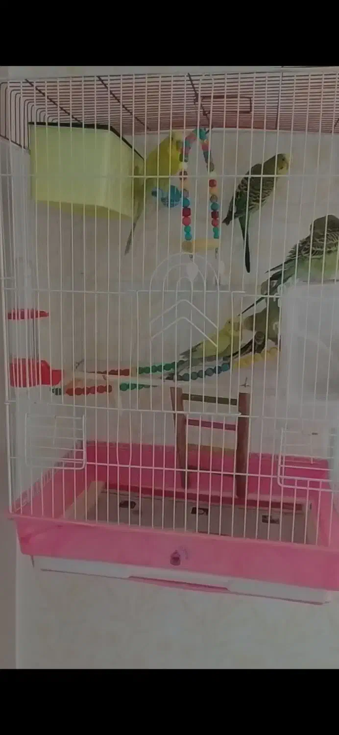 مرغ عشق|پرنده|مریوان, |دیوار