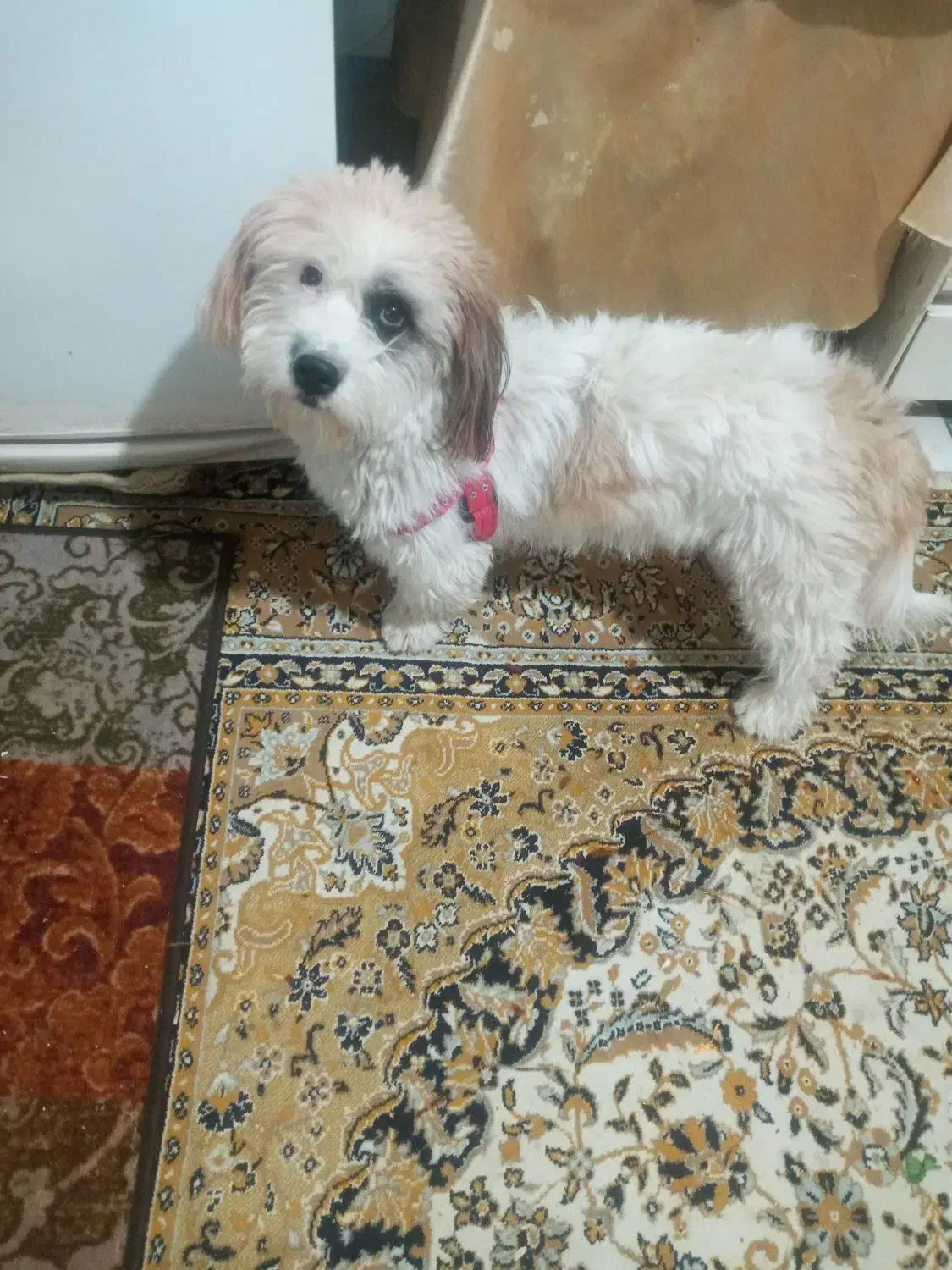سگ پشمالو|سگ|شیروان (خراسان), |دیوار